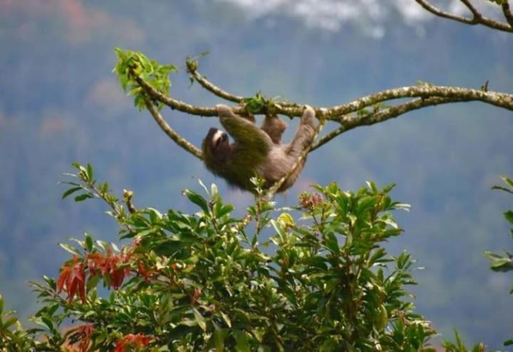 Casa De Bambu Villa Turrialba Kültér fotó