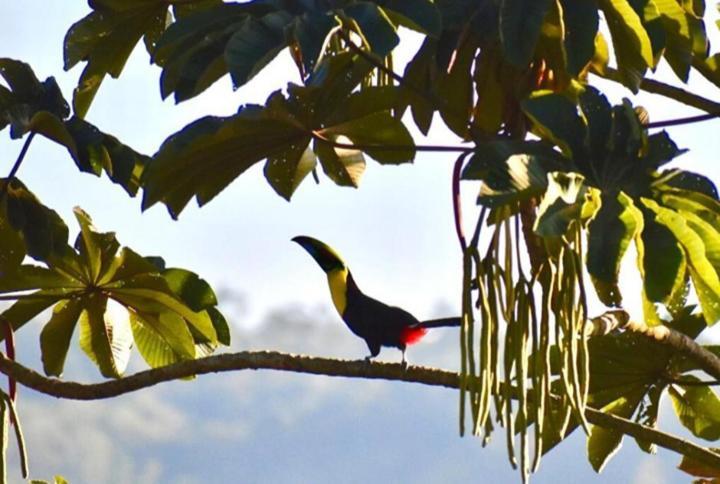 Casa De Bambu Villa Turrialba Kültér fotó